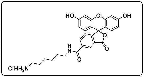 5-FAM amine HCl