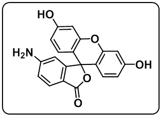 5(6)-Aminofluorescein