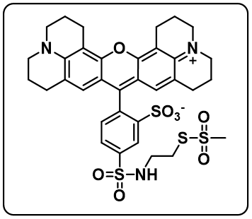 SR101-MTSEA [SulfoRhodamine101-2-Sulfonamidoethyl]