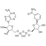 β-Nicotinamide adenine dinucleotide