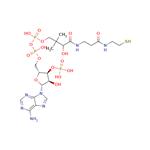 Coenzyme A