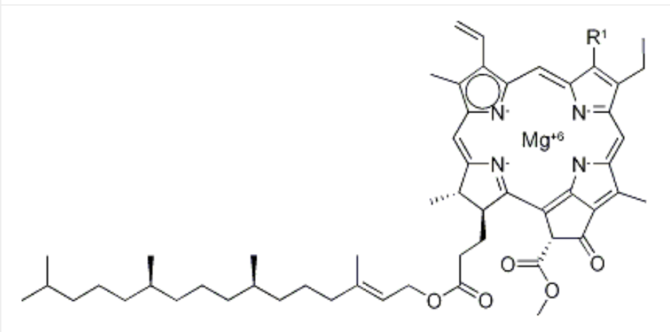 Chlorophyll