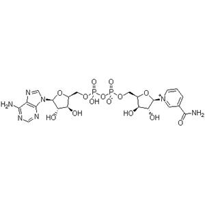 β-Nicotinamide Adenine Dinuclotide;NAD