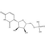 Polyuridylic acid potassium salt；Poly U-K,Poly U