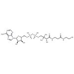 Dephospho-CoA