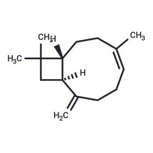 β-Caryophyllene