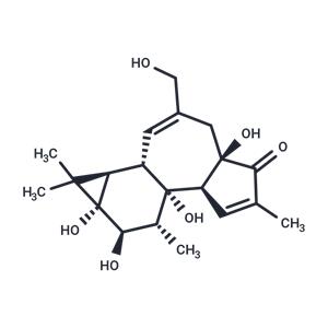 Phorbol