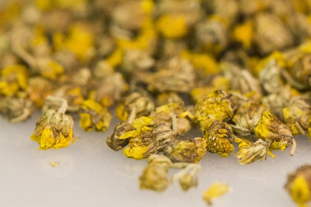 Chrysanthemum indicum Extract