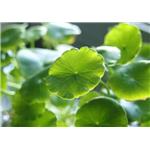 Centella asiatica Extract