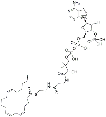 ARACHIDONYL COENZYME A, [ARACHIDONYL-1-14C] Struktur