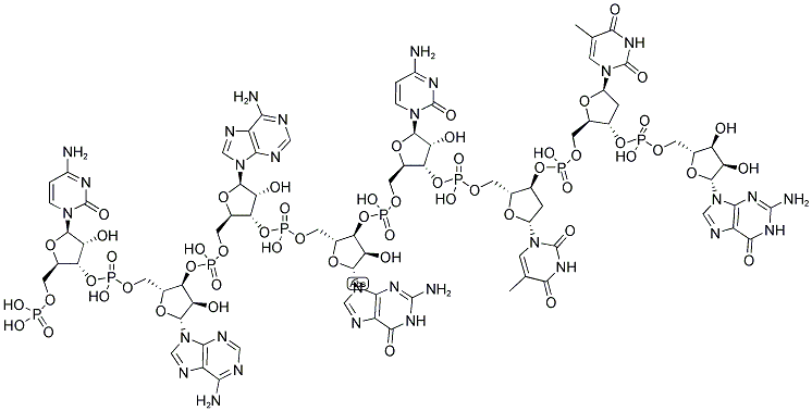 CAAGCTTG, 5'-PHOSPHORYLATED