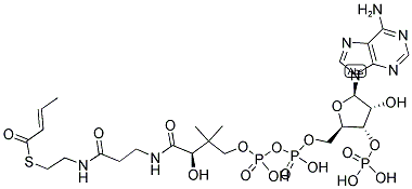 CROTONYL COENZYME A Struktur