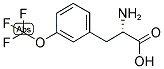 (S)-2-AMINO-3-(3-TRIFLUOROMETHOXY-PHENYL)-PROPIONIC ACID Struktur