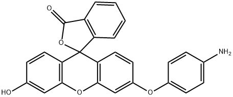 APF Struktur