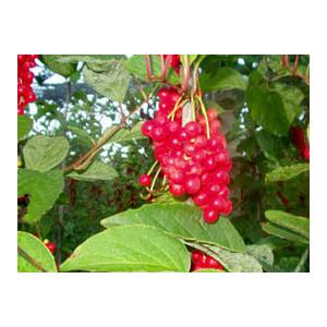 Schisandra extract(monica at seaweedbiochem dot com