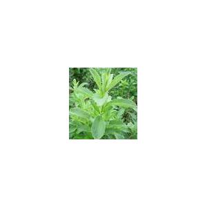 Stevia extract/Stevioside