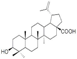 白樺脂酸