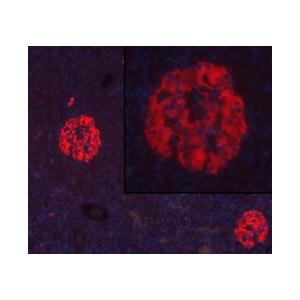 INSULIN RABBIT MONOCLONAL ANTIBODY