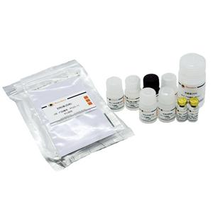 Rat IL-10 ELISA Kit