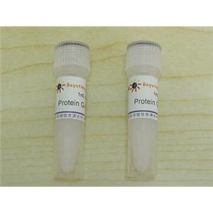 Protein G Agarose (Fast Flow, 進口分裝)