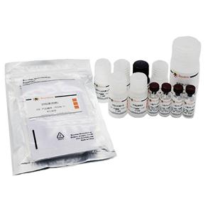 Mouse IFN-γ ELISA Kit