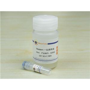 LDHA Rabbit Polyclonal Antibody