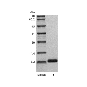 rHuIGF-1 GMP