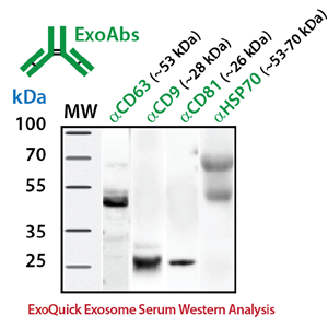 外泌體MARKER抗體(一抗)