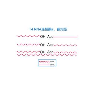 T4 RNA 連接酶