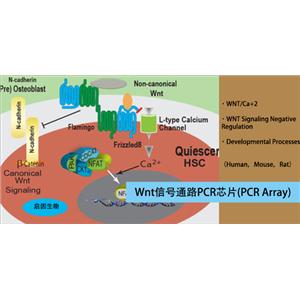 小鼠WNT信號(hào)通路PCR芯片