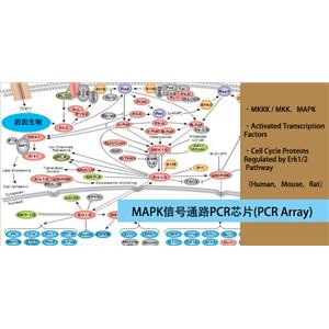 小鼠MAPK信號(hào)通路PCR芯片