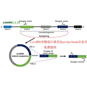 CIRCRNA定量PCR檢測(cè)服務(wù)