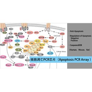 凋亡PCR芯片檢測(cè)