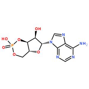 環(huán)磷酸腺苷