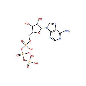 5'-三磷酸腺苷