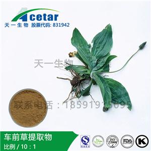 車前草取物，Asia Plantain Extract