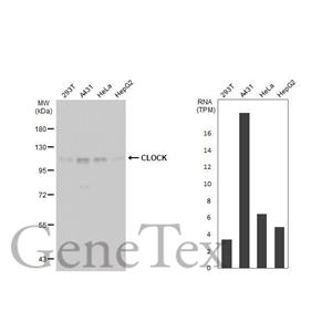 CLOCK antibody