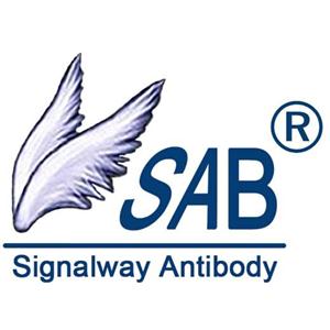 HLA-DOA Antibody