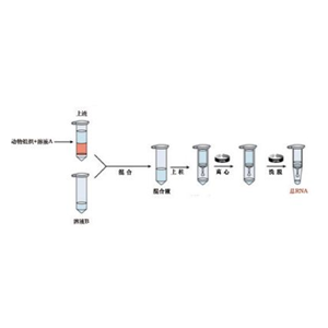 mRNA 純化試劑盒