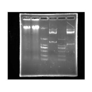 Agarose Gel Loading Buffer-Glycerol/Single Red（甘油型單紅色DNA上樣液），6×