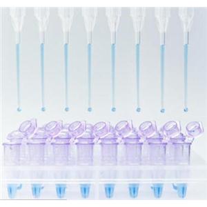 Bst DNA Polymerase V2.0（WarmStart）