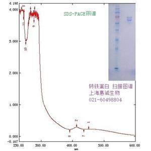 轉(zhuǎn)鐵蛋白(牛來源)