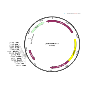 pBBR1MCS-5 載體