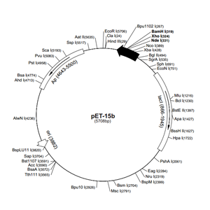 pET-15b 載體