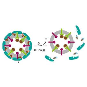 DNA合成抑制劑(Oxaliplatin)