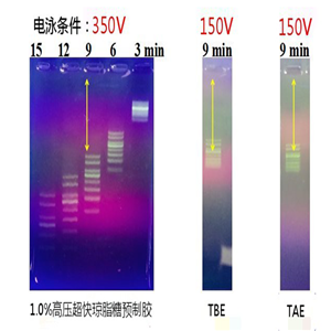 瓊脂糖電泳試劑盒