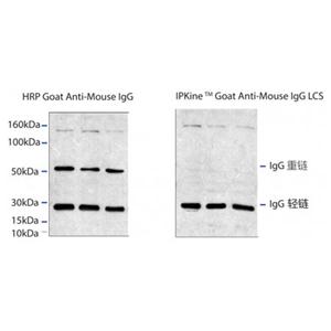 IPKine小鼠抗兔IgG輕鏈二抗