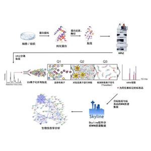 MRM/PRM定量蛋白組學(xué)分析_靶向代謝組學(xué)分析