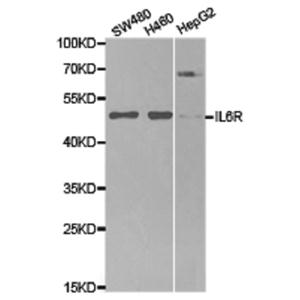 ANTI-HUMAN CD28