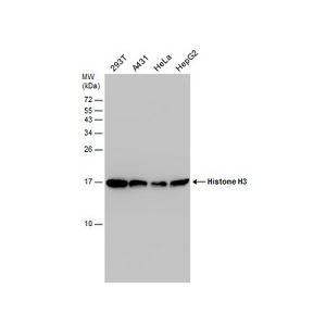 ANTI-HISTONE H3 (PHOSPHO T3,ACETYL K4)抗體